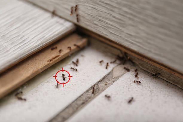 Best Pest Removal Services  in Ruskin, FL