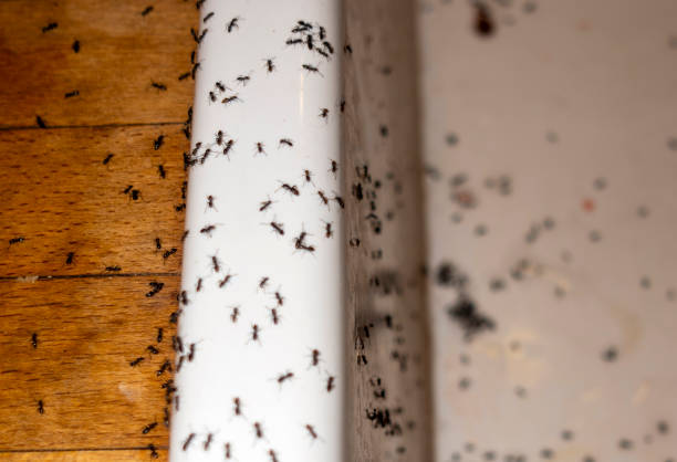 Best Mosquito Control Services  in Ruskin, FL