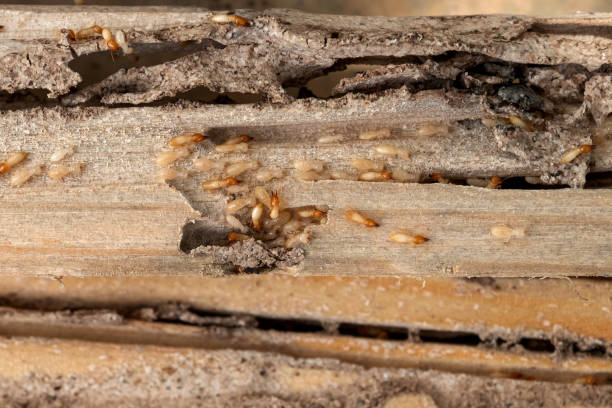 Pest Control Cost in Ruskin, FL